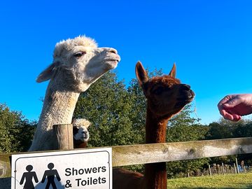 Alpacas