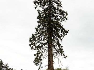 Redwood tree at the park