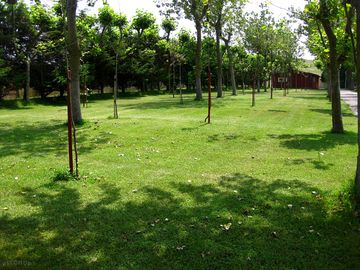 Pitches among the trees