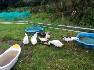 Some of the ducks enjoying their breakfast