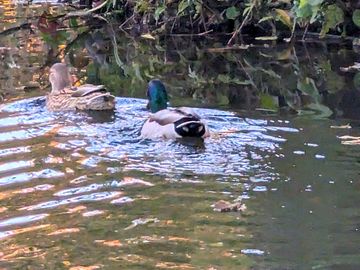 Ducks in the lake