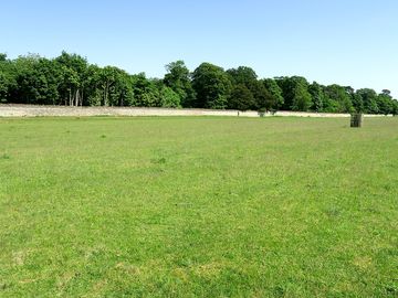 Trees around the field