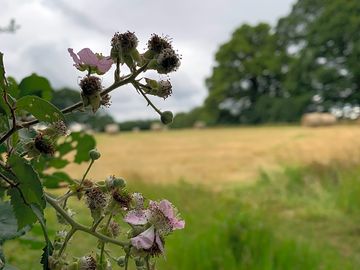 Camping field surrounded by trees and wildflowers
