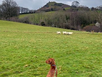 View towards castell dinas bran