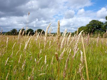 Hay meadow close up