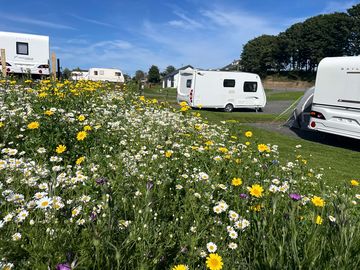 Wild flowers