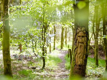 Tree with a beard