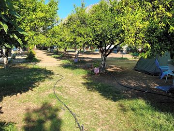 Tent pitches shaded by trees