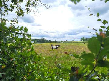 A view from the woodlands back to our resident horses