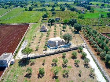 Field with olive trees