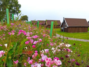 Flower border