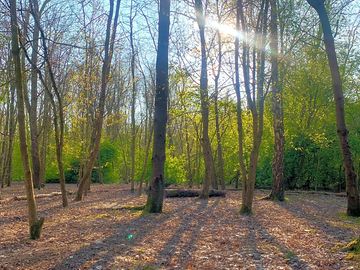 Rabbit family woodland pitch
