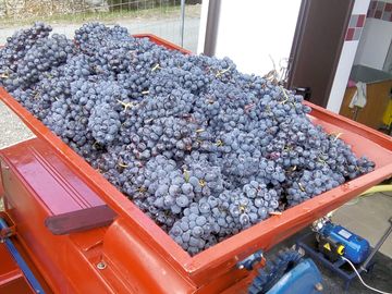 Harvest time