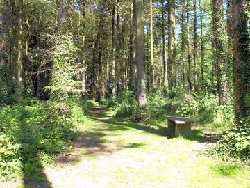 Woodland walks