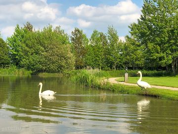 Swans