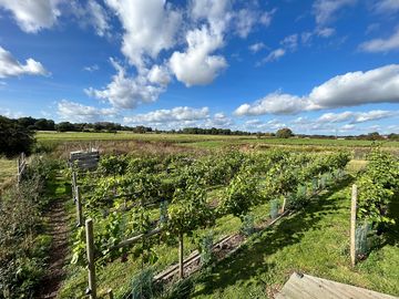 The grapevines around the vineyard hut