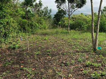 Mahogany tree nursery