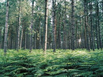 Walk to rendlesham forest in around 45 minutes