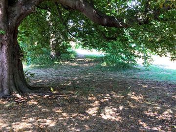 Shady view from the toilet block