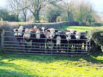 The neighbours