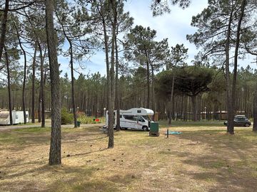 Pitches under mature pine trees