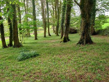 Woodland pitches
