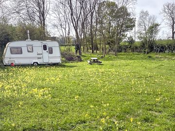 Cowslip in the meadow