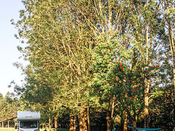 Pitch shaded by trees
