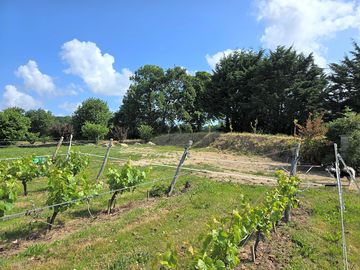 Vineyard on site