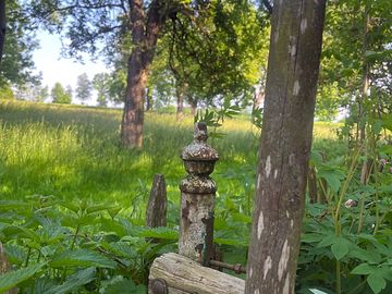 View of the orchard