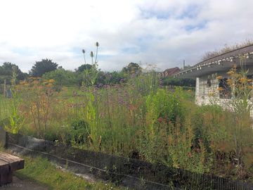 Butterfly garden