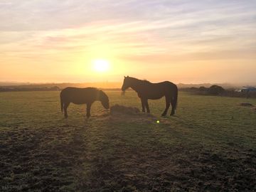 Our ponies