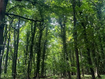 Forest view