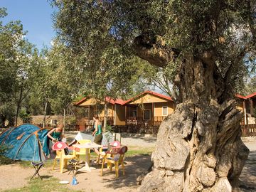 Pitches under olive trees