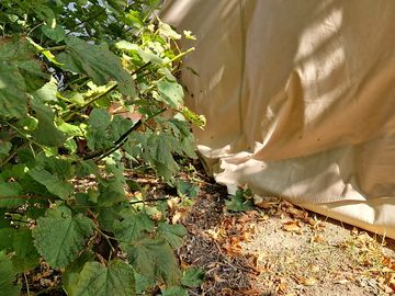 Groen kan beter gesnoeid worden