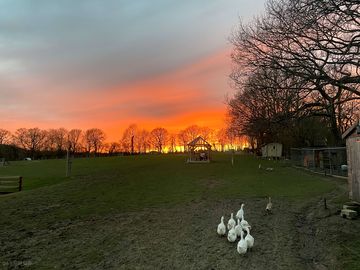 Geese at sunset
