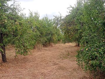 The orchard