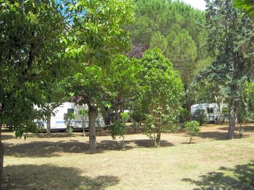 Pitch up among the trees