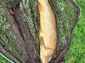 Beat my pb by 9oz yessss.