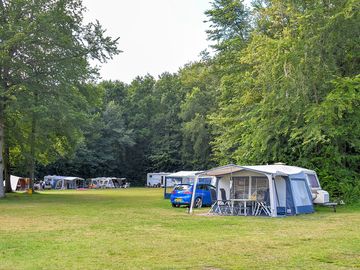 Trees all around the pitches