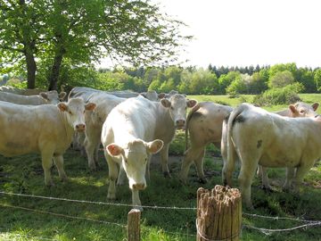 Charolais cattle in a field nearby