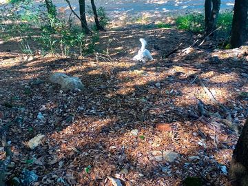 Walk in the woods