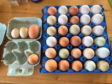 Free range eggs
