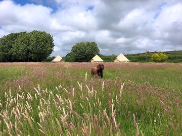 Family glamping tents