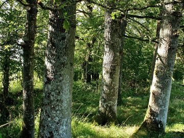 Mature woodland around the site