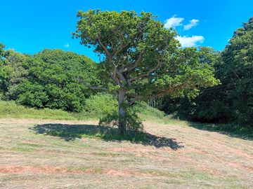 Pitch next to an old oak tree