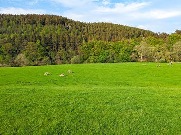 Non-electric grass tent pitches