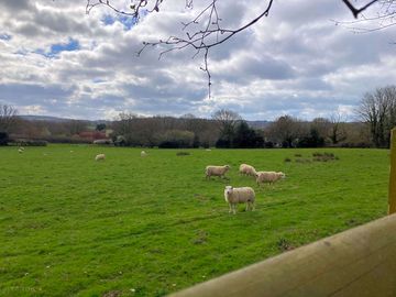 Sheep grazing in adjoining fields