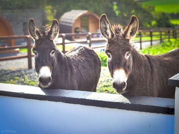 Resident donkeys near the pods