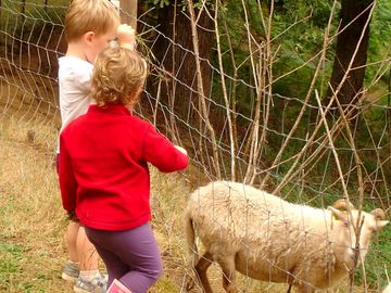 Helping with the animals